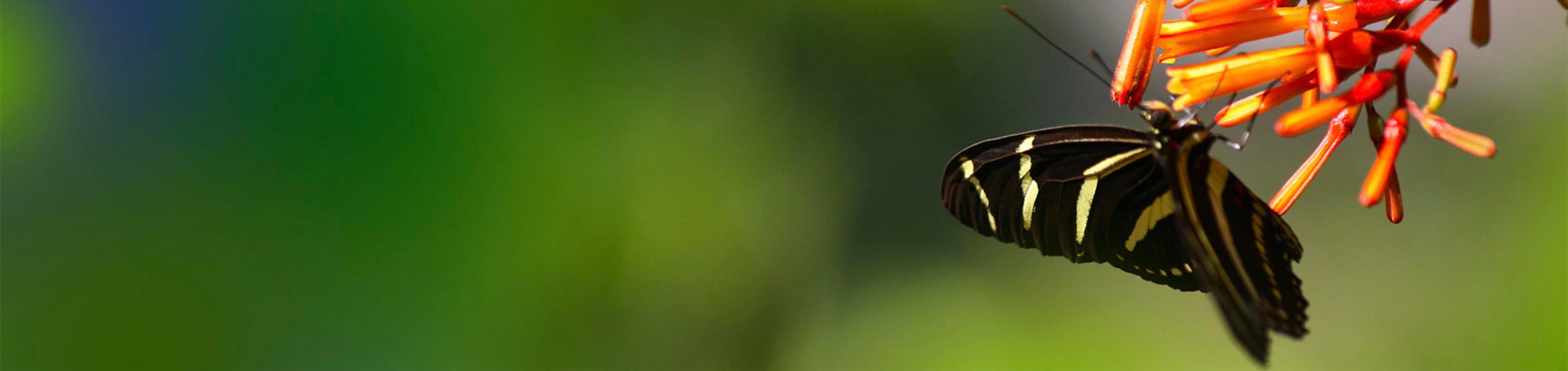Monarch butterfly on flower (c) Ilse Ungeheuer