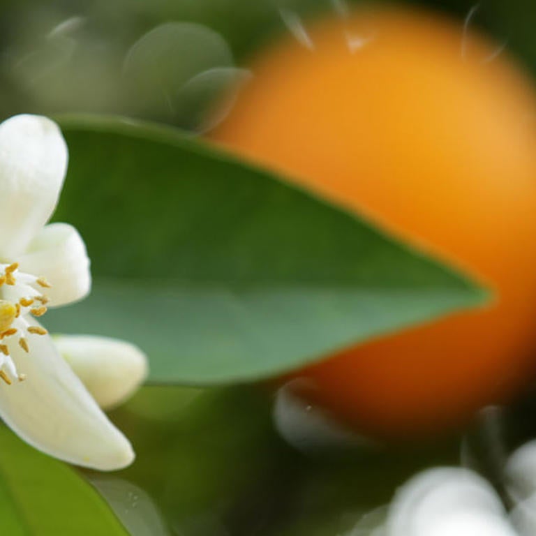 Orange blossoms (c) UCR / Stan Lim 2019
