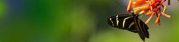 Monarch butterfly on flower (c) Ilse Ungeheuer