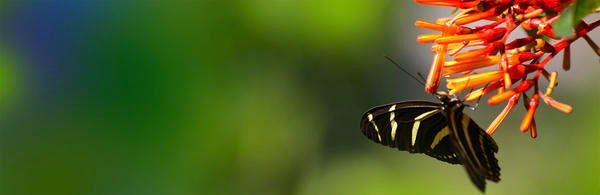Monarch butterfly on flower (c) Ilse Ungeheuer
