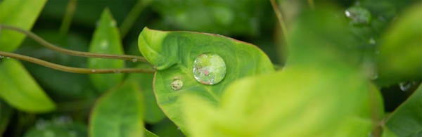 Water drop on leaf (c) Ilse Ungeheuer