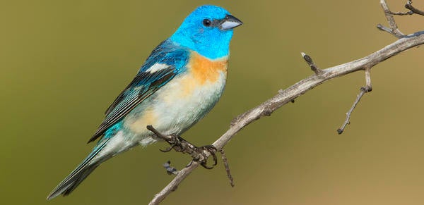 Lazuli Bunting (c) Mark Chappell