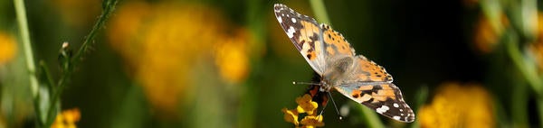 Painted Lady butterfly at Motte Rimrock Reserve (c) UCR / Stan Lim