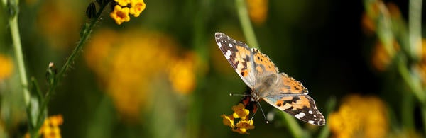 Painted Lady butterfly at Motte Rimrock Reserve (c) UCT / Stan Lim