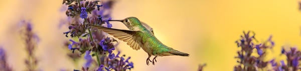 Hummingbird hovering, purple flower, source: unsplash