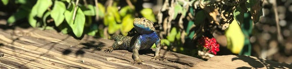Western fence lizard at UCR Botanic Gardens (c) Ilse Ungeheuer