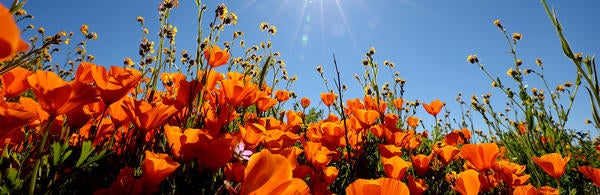 Motte Rimrock poppies (c) UCR / Stan Lim